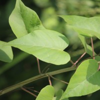 Ipomoea carnea Jacq.